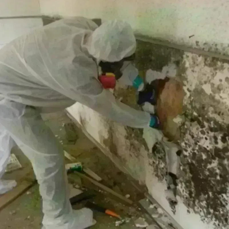 Mold Remediation and Removal in Diablo, CA